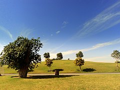 আ্যসপায়ার উদ্যানের গাছ, পিছনে পাহাড়