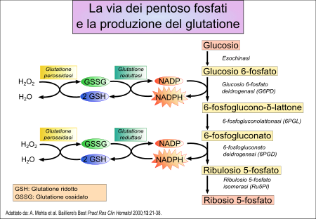 La Via dei pentosi fosfati.