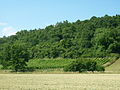 Weinanbau in Tiefenthal