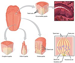 Taste receptors in papillae