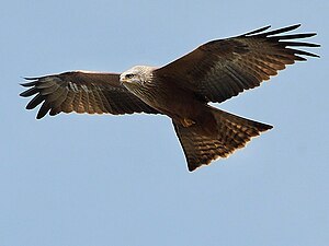 photo d'un rapace en vol