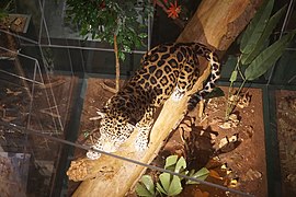 Milwaukee Public Museum November 2022 027 (Rainforest--Jaguar).jpg