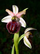 Ophrys panormitana