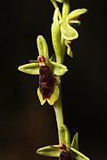 Ophrys subinsectifera