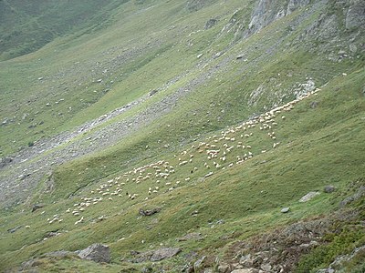 Đồng cỏ Alpine ở dãy núi Pyrenees của Pháp