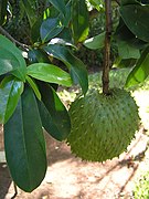 Annona muricata 1.jpg