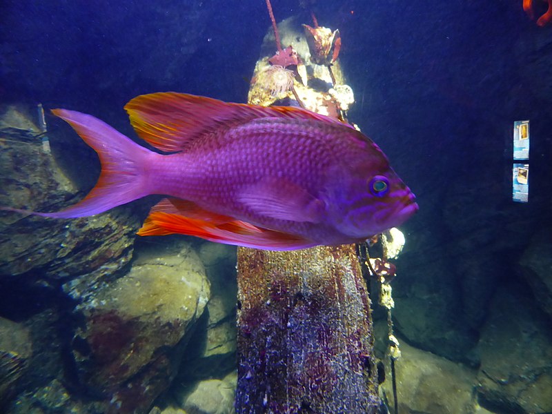 File:Anthias-anthias-3.jpg