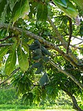 Thumbnail for File:Barringtonia calyptrata fruit 1.jpg