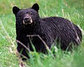 A black bear