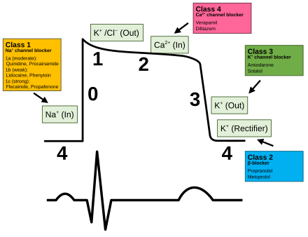 Plot of membrane potential versus time