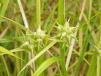 Carex grayi