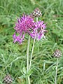 * Nomination Greater knapweed (Centaurea scabiosa) --Robert Flogaus-Faust 21:30, 31 December 2023 (UTC) * Promotion Good quality --Llez 06:24, 1 January 2024 (UTC)