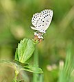 * Nomination: Close wing Nectaring of Zizeeria karsandra (Moore, 1865) - Dark Grass Blue . By User:Sandipoutsider --TAPAN1412 15:23, 14 October 2024 (UTC) * * Review needed