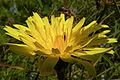 Crepis runcinata