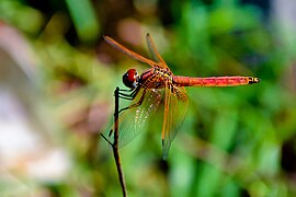 Trithemis aurora