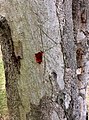 Trunk bark