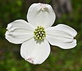 Cornus florida inflorescence, showing four large white bracts and central flower cluster.