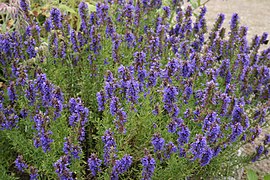 Isipu-belarra (Hyssopus officinalis)