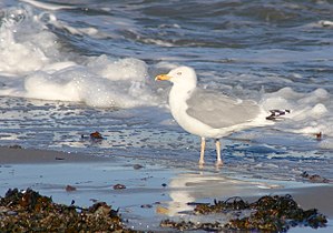 Grä Kub (Larus argentatus) LC - least concern (ei trüüwet)