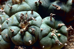 Kvaitulinis pejotlis (Lophophora williamsii)