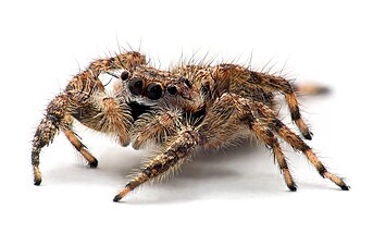 Arachnida