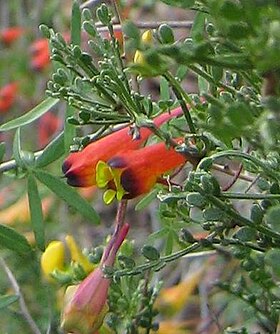 Tropaelum tricolor