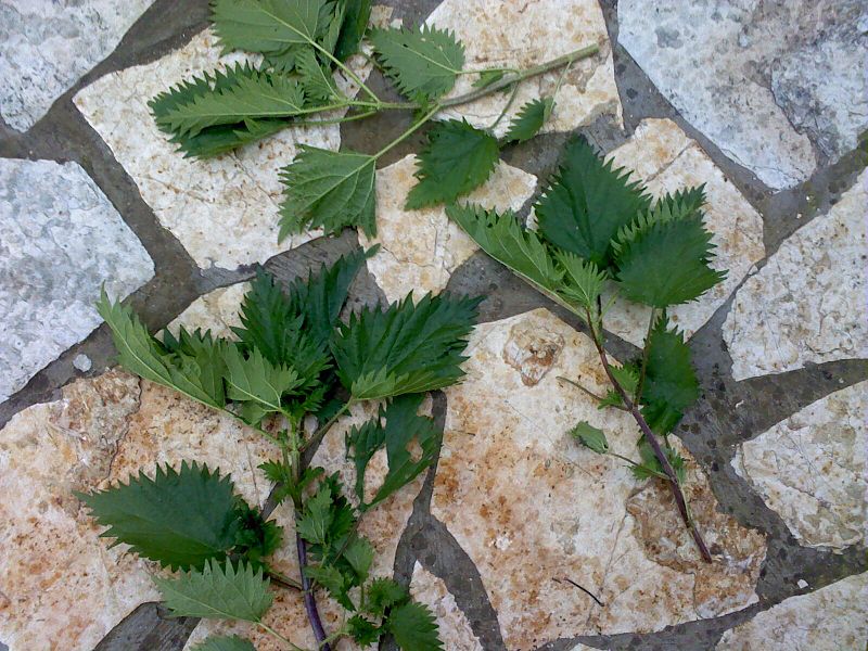 File:Urtica diocia cut.jpg