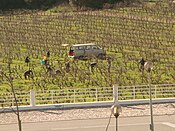 Weingut in Carcavelos