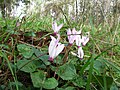 Untergattung Corticata: Cyclamen cyprium