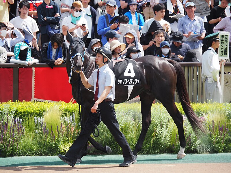 File:9R Murasaki Sho (3 win class, 4yo and up) Turf 1800m at tokyo racecourse (53749148657).jpg