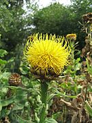 Centaurée à grosse tête - Centaurea macrocephala