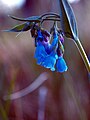 Prairie bluebells (Mertensia lanceolata)