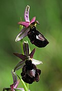 Ophrys × daneschiana