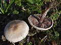 Agaricus comtulus