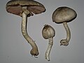 Agaricus placomyces