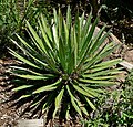 Agave filifera