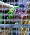 Amazona imperialis (cat.)