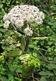 Angelica sylvestris