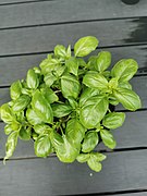 Basil plant in a pot 02.jpg