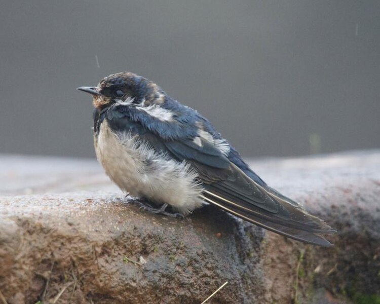 File:Barn Swallow (Hirundo rustica).jpg