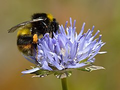 Bombus soroeensis.