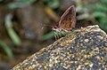 * Nomination: Cose wing puddling of Astictopterus jama olivascens Moore, 1878 – Indo-Chinese Forest HopperThis image was uploaded as part of Wiki Loves Butterfly.I,--SVKMBFLY 13:15, 23 October 2024 (UTC) * * Review needed