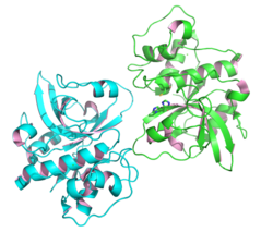 Peptidase 1