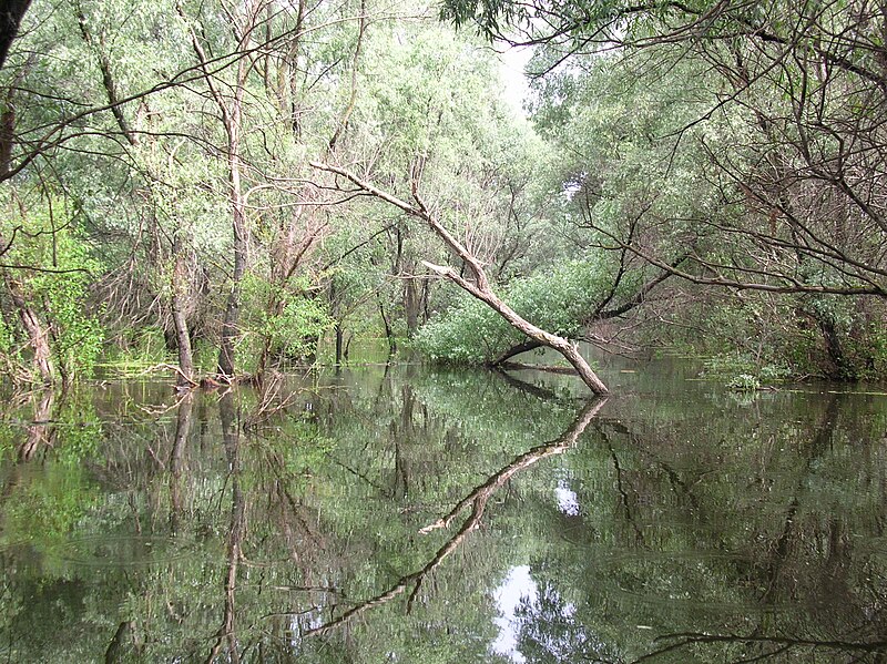 File:Donaudelta.jpg