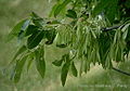 Seeds and leaves - semoj kaj folioj