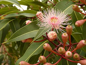 Flower and buds on a street tree at Waverton.