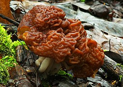 Gyromitra esculenta01.jpg