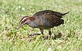 Buff-banded Rail