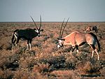 Etosha, Namibia