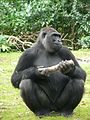 Western Lowland Gorilla (Gorilla gorilla gorilla)